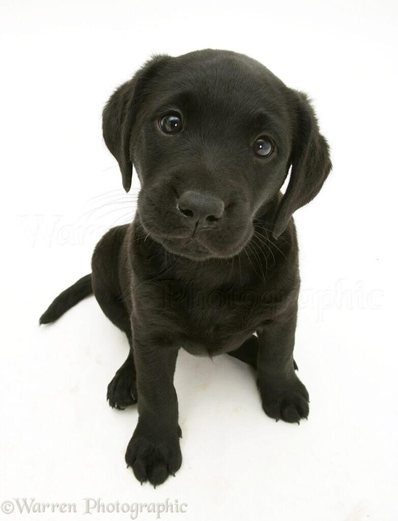 A cute 8 week old puppy