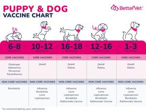 Puppy Vaccination Schedule: A Friendly Guide for New Pet Parents