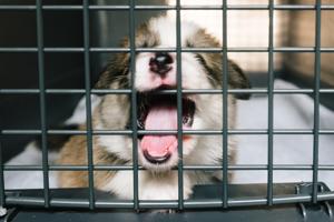 How to Stop Puppy From Howling in Crate: Effective Tips for Peaceful Training