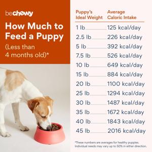 Puppy Nutrition Tips