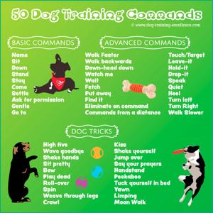 Basic Obedience Commands: Essential Training for a Well-Behaved Pup