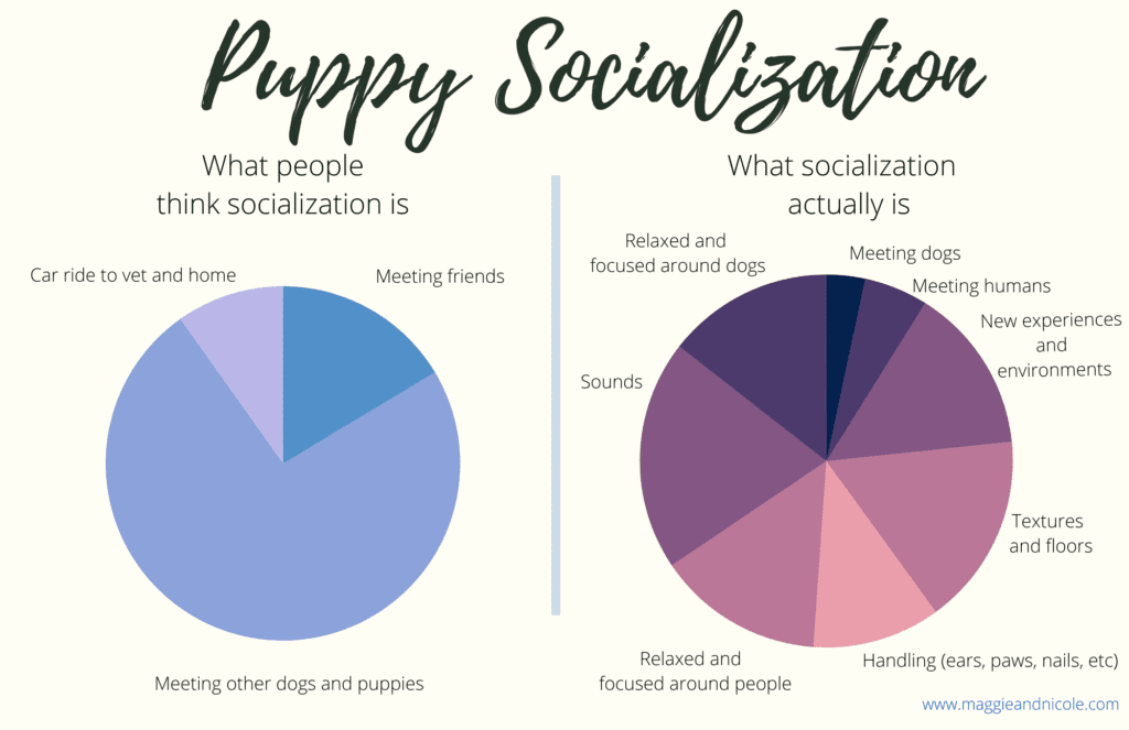 what is puppy socialization